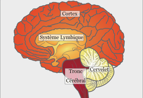Les trois cerveaux et leur rapport au stress